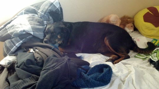 Shadow the Rottweiler mix